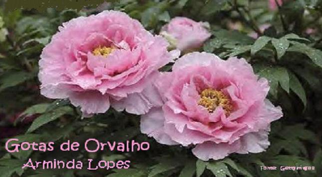 Gotas de Orvalho 