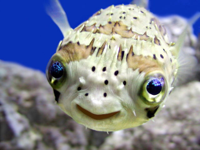 [fish+smiling.jpg]