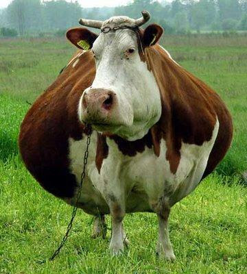 fat-cow.jpg