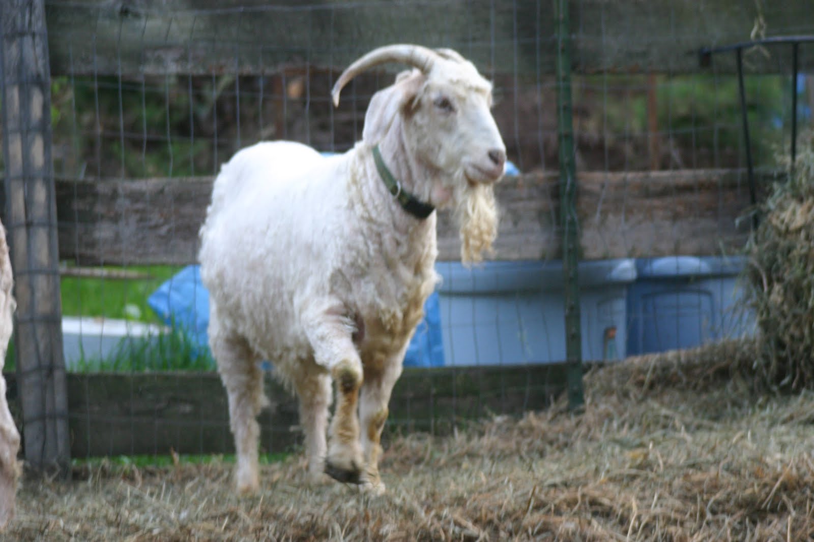 phyllis`s view Angora Goats Sheared