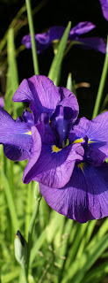 spring iris