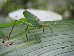 Giant Katydid (12" including antennae!) from Costa Rica