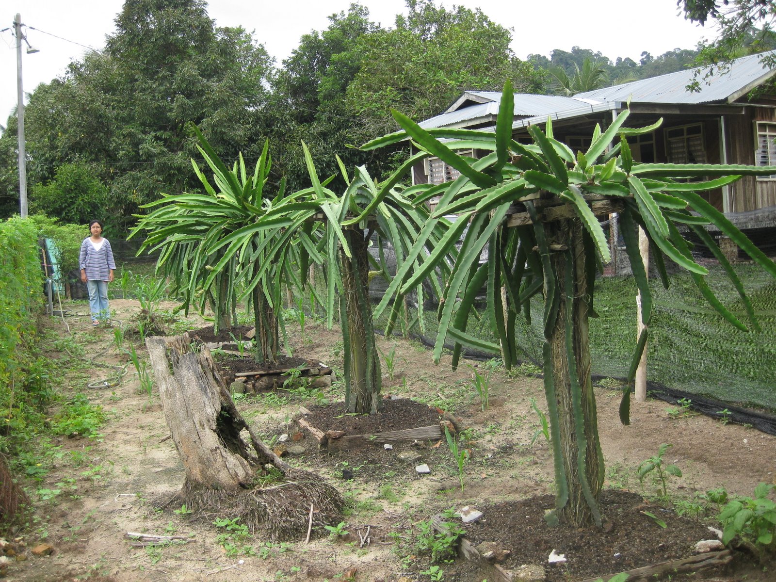 Pokok Api Api