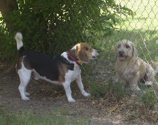 Photo of Winston, the super beagle, and Riley, a sweet mutt, greeting each other through a fence.