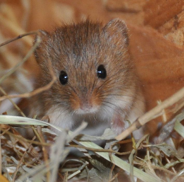 Seaview Wildlife Encounter A new litter of Harvest Mice!
