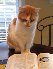 baby kitty studying the Larousse Gastronomique