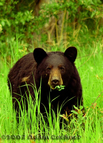 Black bear: American Black Bear: Dietary habits