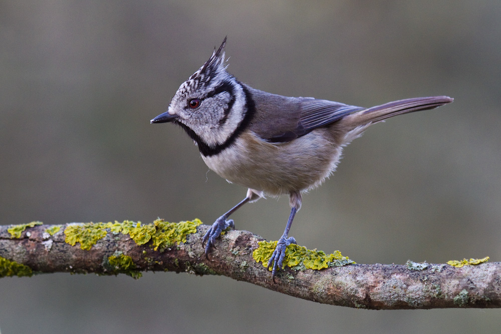 NATURALEZA ALADA . Paco Salso LOS PASERIFORMES