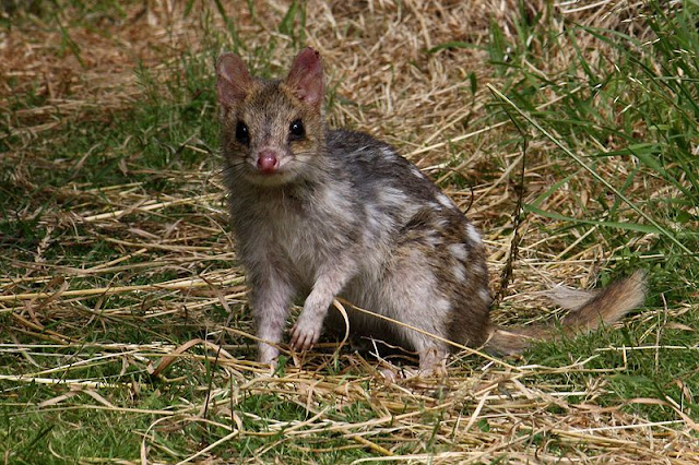 the quoll cute cousin of the tasmanian devil the ark in space