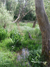 Ártéri tündérvilág