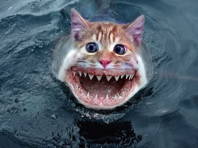 Great White Cat