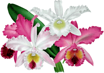 [flor55.gif]