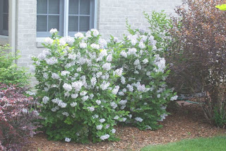 Current Projects Thoughts Miss Kim Lilac