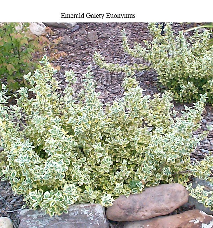 Phyto Files Euonymus Fortunei Emerald N Gold Emerald N Gold