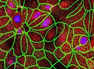 [ObjectRender.aspx.jpeg]