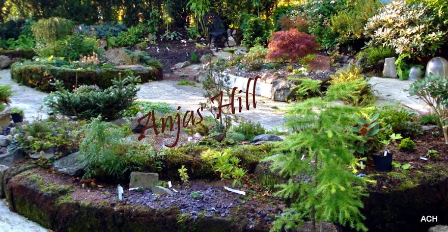 Anjas Hill  (Del 2)