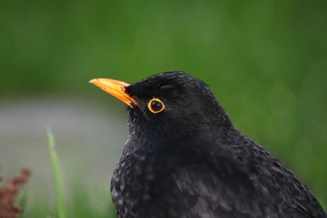 [blackbird.jpg]
