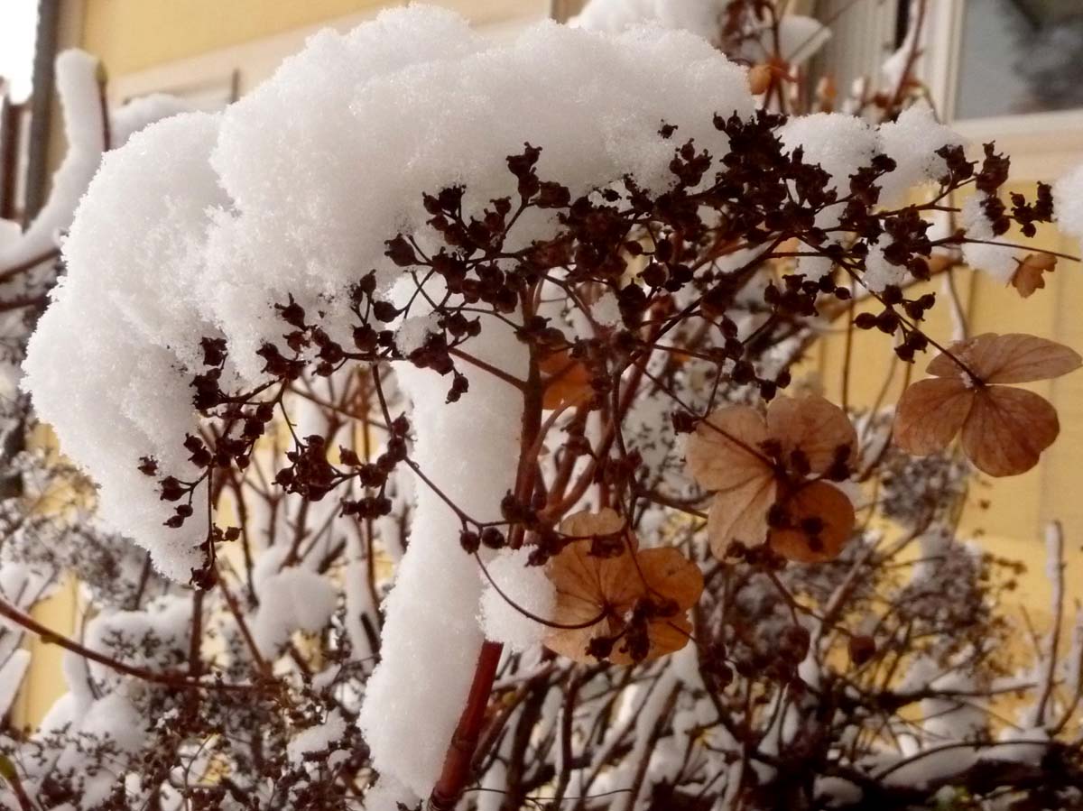 [Snow+hydrangea1.JPG]