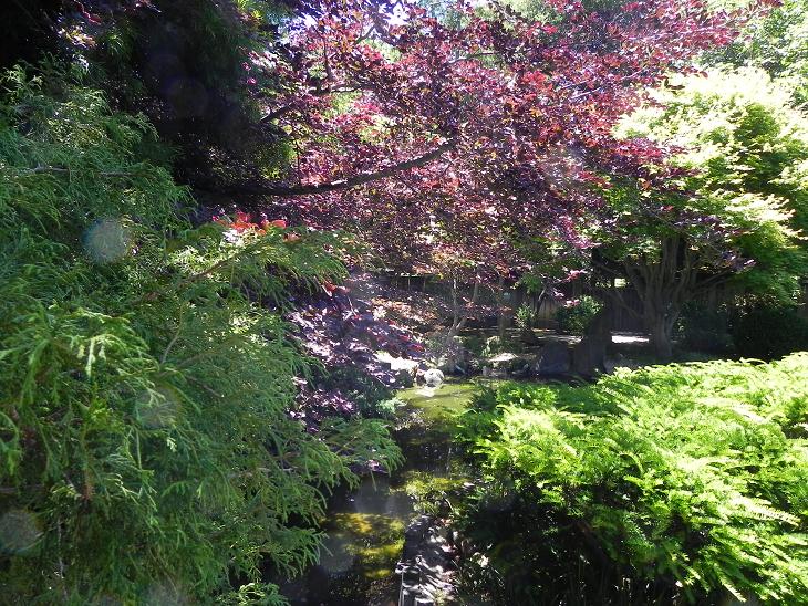 suck the heads: Much needed serenity at the Japanese Tea Gardens