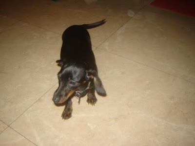 coach classic 911-755