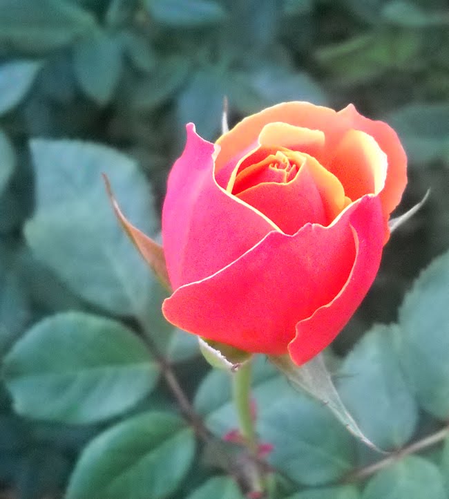 spunky family journal picnic in the park & the rose garden