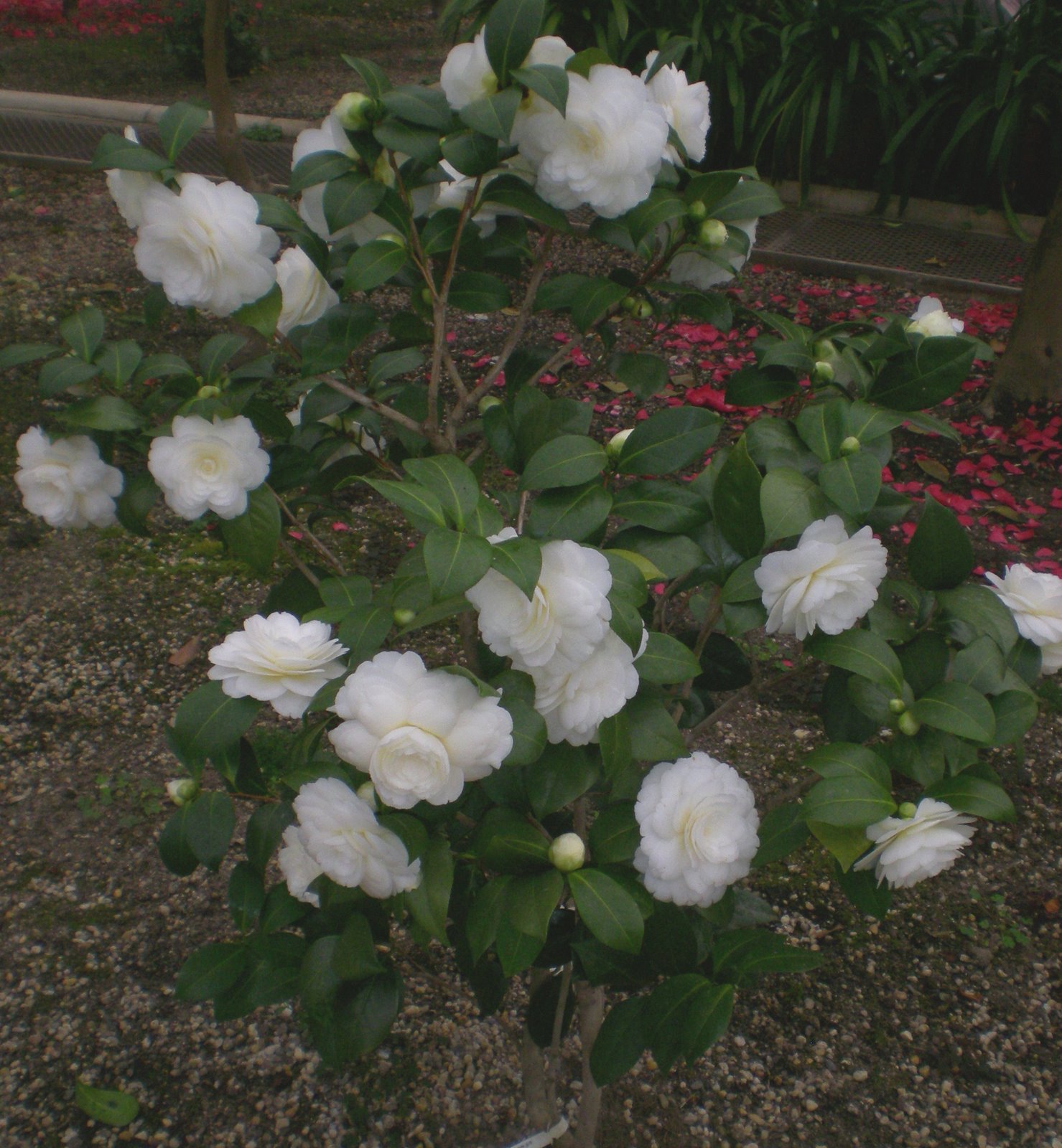 [camellia+shrub.white.1.jpg]