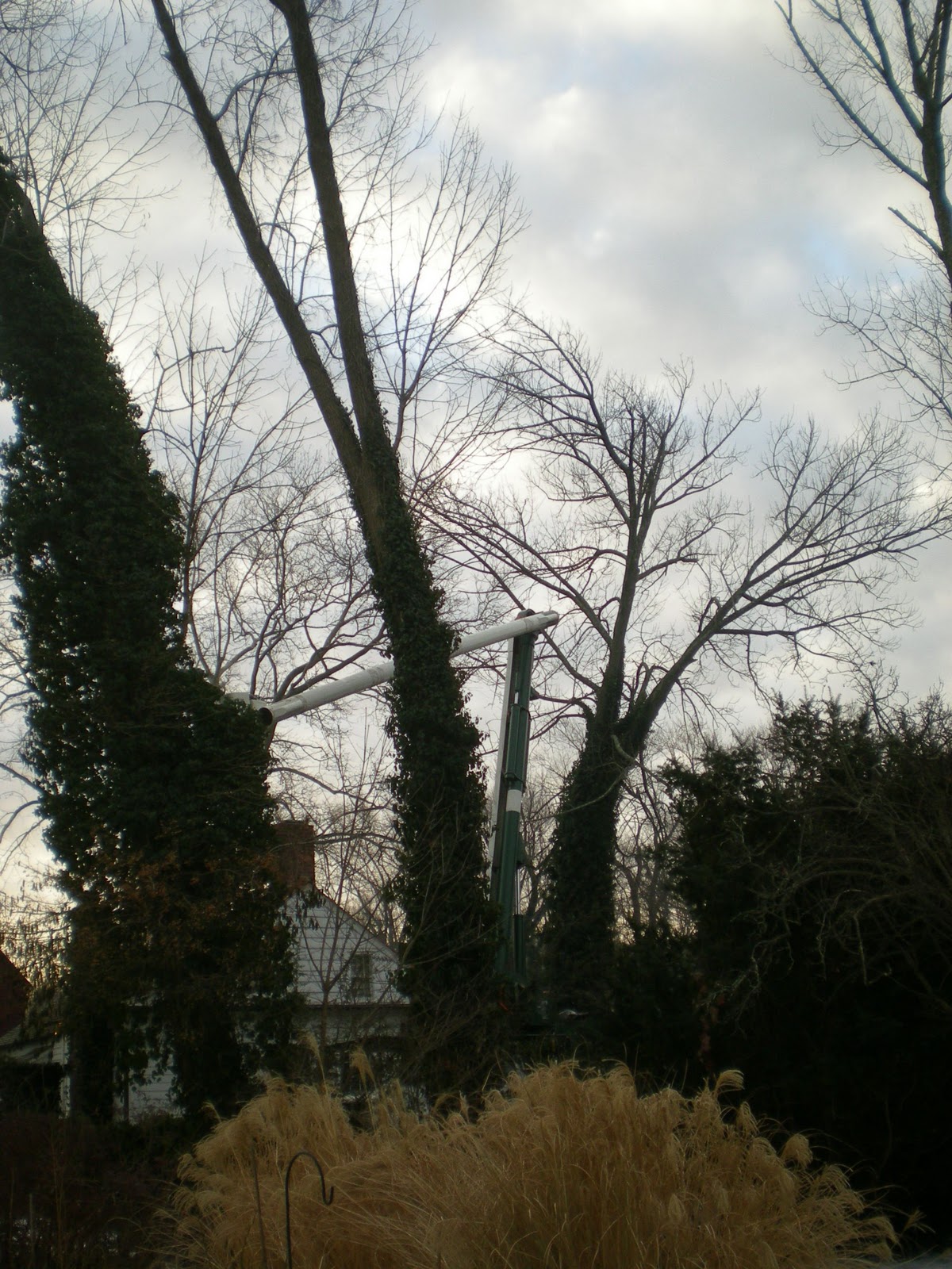 Jarvis House Leaning Ash Trees Come Down Choosing Between Old Trees