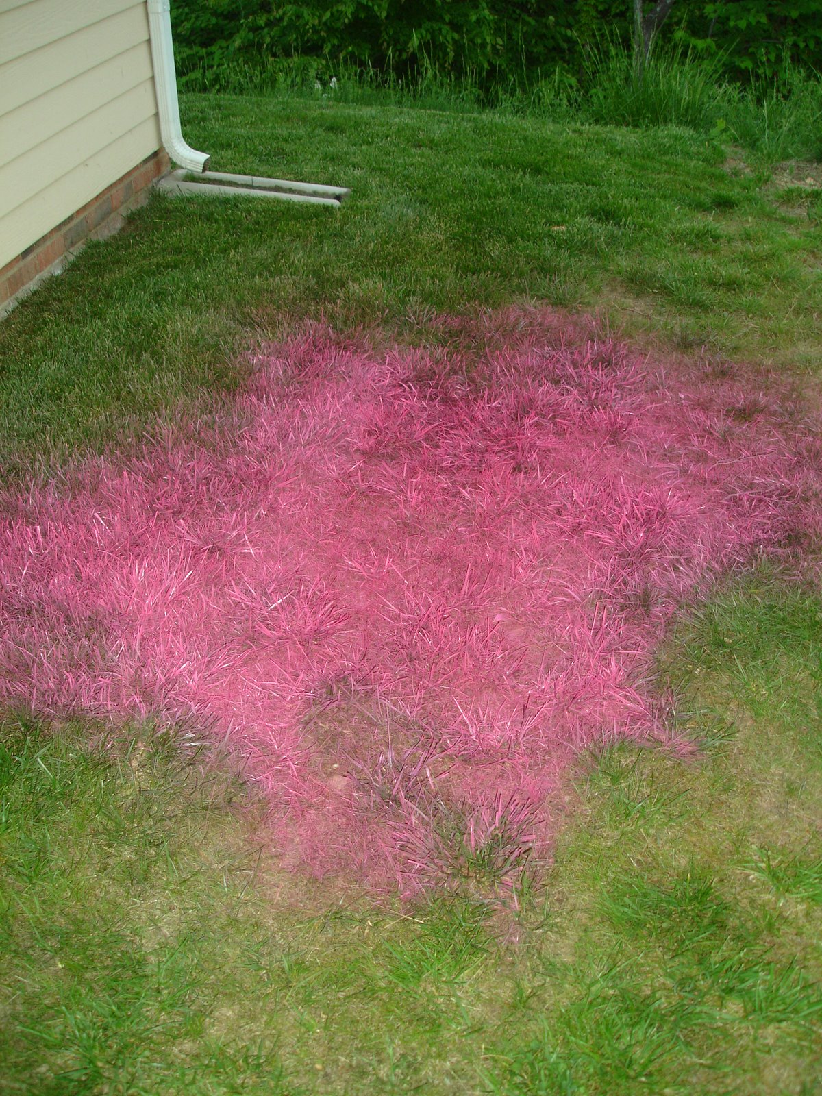 Dwellings By DeVore Pink Grass