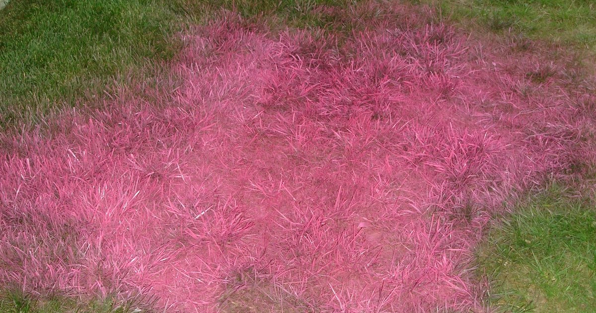 Dwellings By DeVore Pink Grass