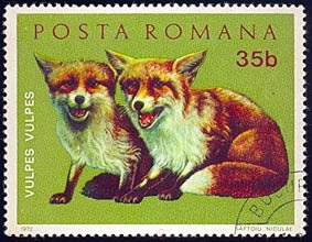 Dos jóvenes zorros rojos (Vulpes vulpes)