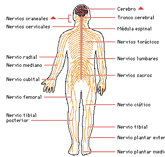 Sistema nervioso periferico