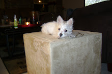 Our Westie Puppy - Wyatt