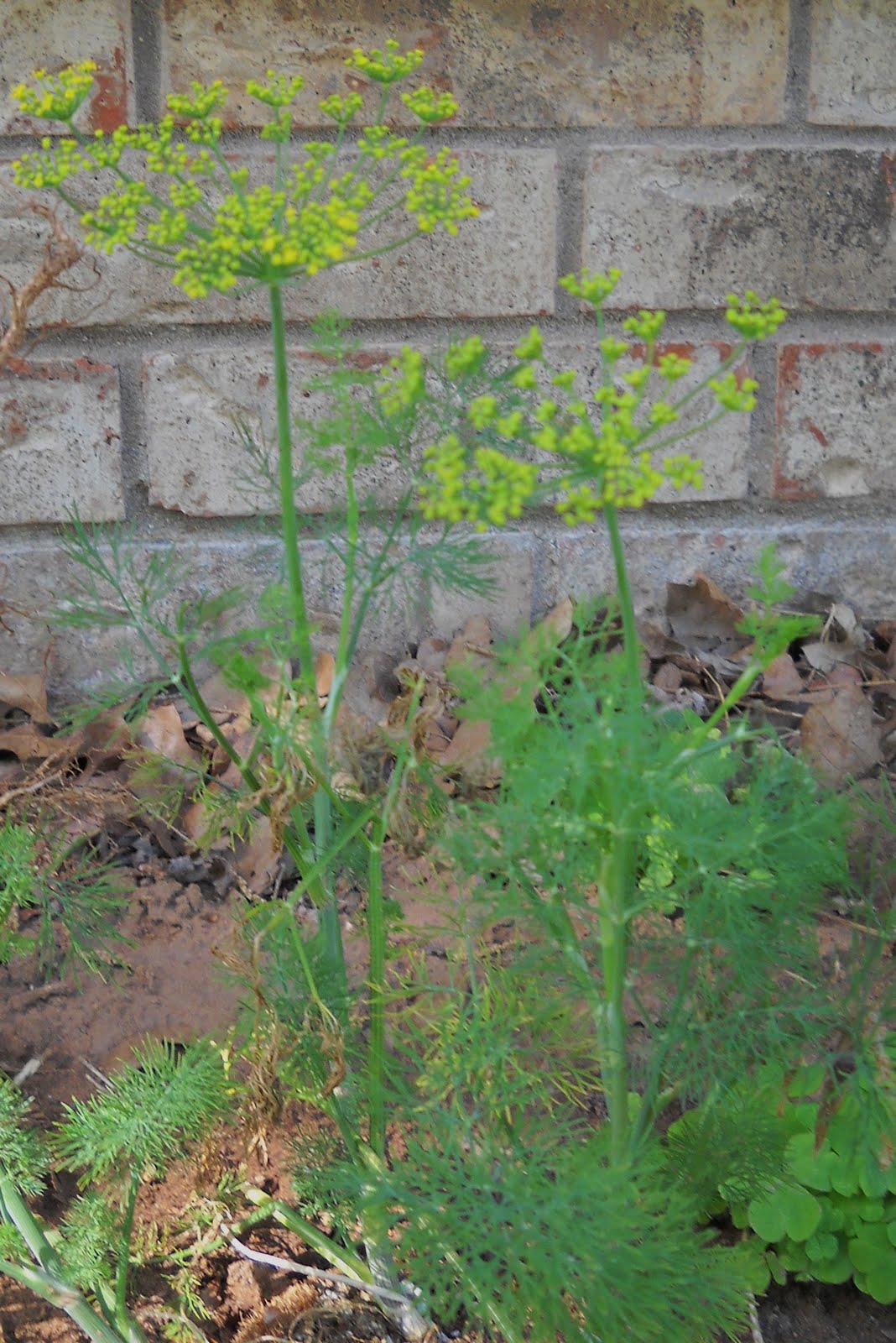 Healing Garden for Horses Healing Herb and Flower Garden