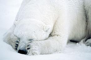 [urso-timido.jpg]