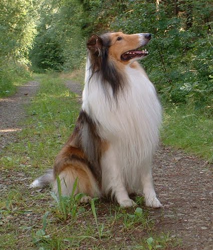What are the different types of collies?