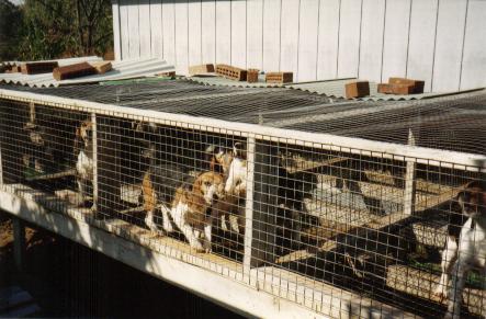 Dog Mills