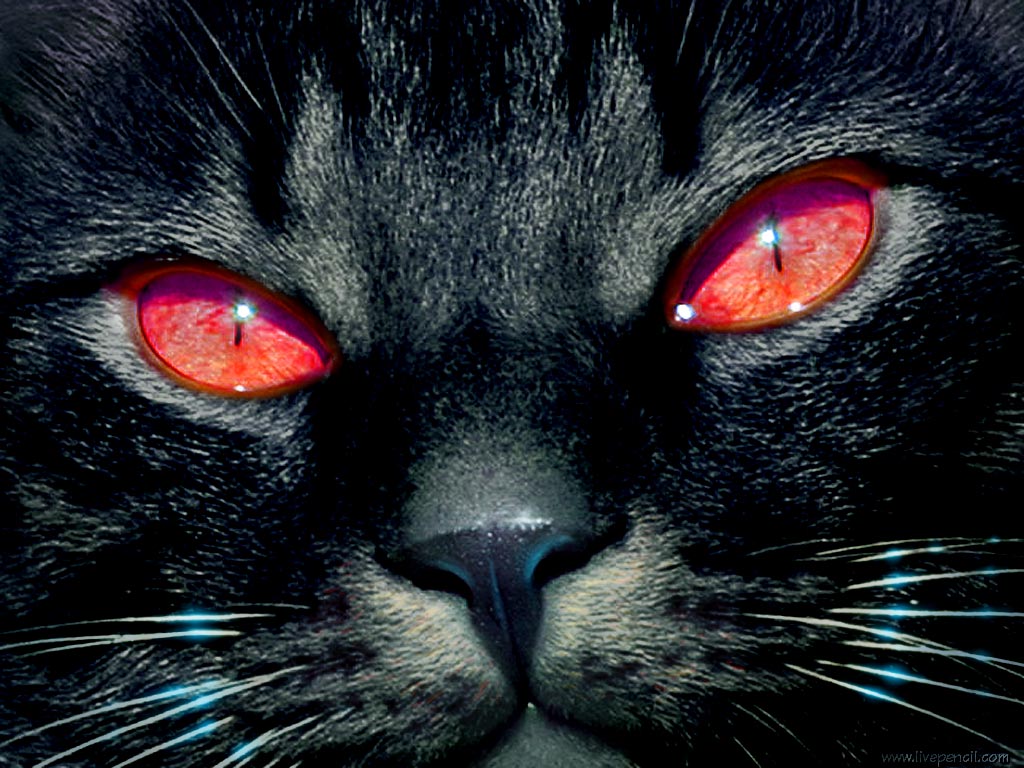 black cat black cats
