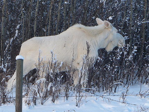 Albino pimitation people