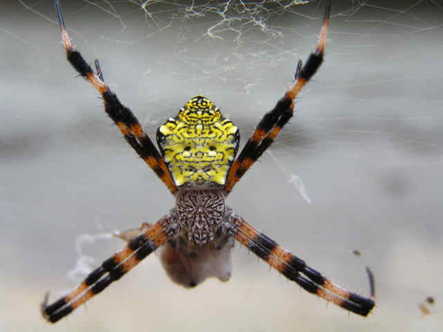 [AAA_Argiope_Appensa.JPG]