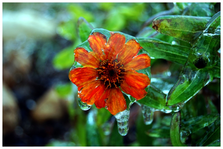 [IceFlower01c.jpg]