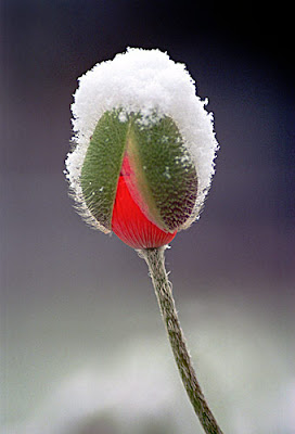 snow poppy500