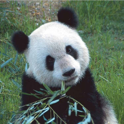 صور لحيوان الباندا panda Panda+Bear