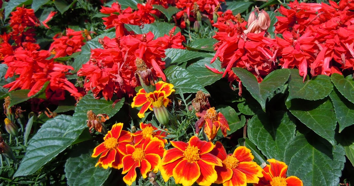 An American Vegan in London Peanut Butter Chocolate Pillows in Our