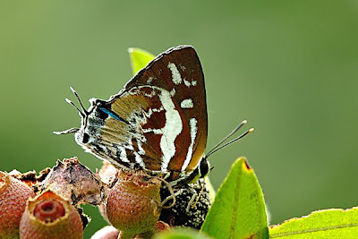 Butterfly Species
