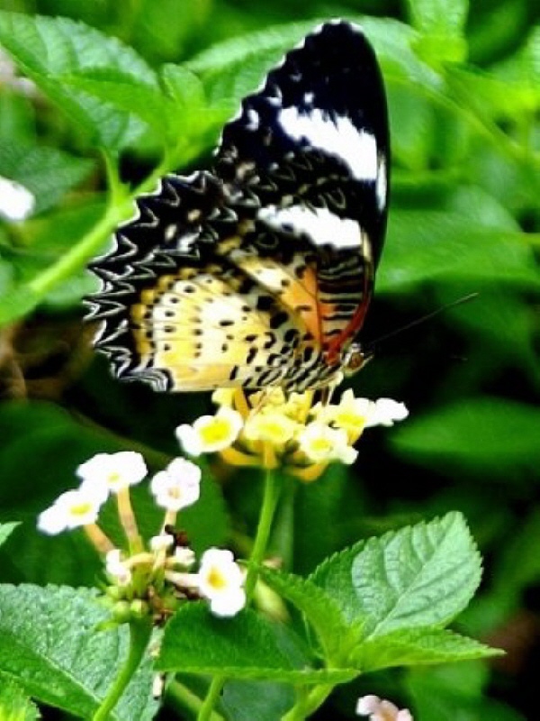 [15+Butterfly+Garden.jpg]