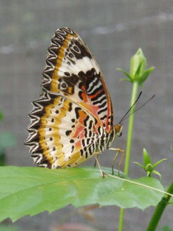 [17+Butterfly+Garden.jpg]