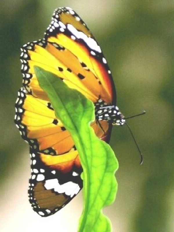 [18+Butterfly+Garden.jpg]