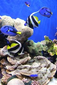 Beautifull Aquarium Fishes Mobile Wallpaper