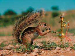 funny Impressive squirrel