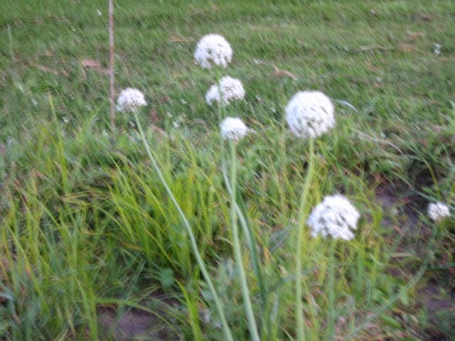 [tour+and+plants+040.JPG]
